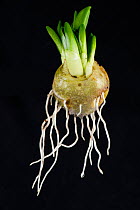 Spanish bluebell (Hyacinthoides hispanica) bulb with leaf and root development in late winter