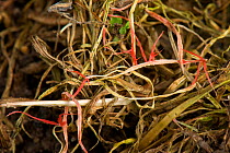 Red thread (Laetisaria fuciformis) damage and stromata from the disease on lawn grass. Berkshire, England, UK. February.
