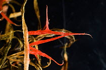 Red thread (Laetisaria fuciformis) parasitic infection on Grass. Berkshire, England, UK. February.