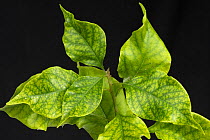 Iron deficiency symptoms with interveinal chlorosis on cultivated Bougainvillea (Bougainvillea sp) leaves.