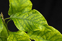 Iron deficiency symptoms with interveinal chlorosis on cultivated Bougainvillea (Bougainvillea sp) leaves.