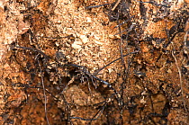 Honey fungus (Armillaria mellea) rhizomorphs / fungal cords on dead core of rotten tree. Berkshire, England, UK. March.