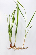 Common couch grass (Elymus repens) with rhizomatous roots, white background.