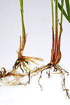 Common couch grass (Elymus repens) stems, shoots and rhizomatous roots, white background.