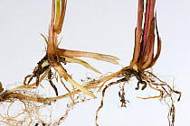 Common couch grass (Elymus repens) shoots and rhizomatous roots, white background.