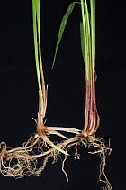Common couch grass (Elymus repens) stems, shoots and rhizomatous roots, black background.