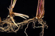 Common couch grass (Elymus repens) shoots and rhizomatous roots, on black background.