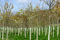 Plantation of young trees including Wild cherry (Prunus avium) and Ash (Fraxinus excelsior) with tree guards, trees to be used in woodland. Berkshire, England, UK. April.