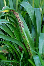Bluebell rust (Uromyces muscari) disease pustules on Spanish bluebell (Hyacinthoides hispanica) leaves. Berkshire, England, UK. April.
