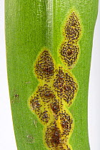 Bluebell rust (Uromyces muscari) disease pustules in chlorotic area on Spanish bluebell (Hyacinthoides hispanica) leaf. Berkshire, England, UK. April.