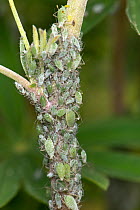 Lupin aphid (Macrosiphum albifrons) infestation on stem and apical shoots of young Tree lupin (Lupinus arboreus). Berkshire, England, UK. May.