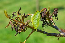 Walnut (Juglans regia), developing leaves , necrotic with frost damage. Berkshire, England, UK. May.