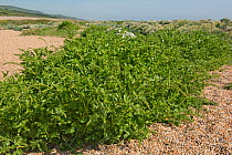 Sea beet (Beta vulgaris) coming into flower on shingle of Chesil Beach, Dorset, England, UK. May.