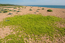 English stonecrop (Sedum anglicum), mat of plants on shingle with Sea kale (Crambe maritima) in background, Chesil Beach, Dorset, England, UK. May.
