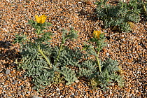 Yellow horned poppy (Glaucium flavum) on shingle. Chesil Beach, Dorset, England, UK. May.