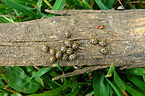 16-spot ladybird (Tytthaspis sedecimpunctata) group overwintering on old wood. Berkshire, England, UK. May.
