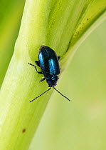 Metallic green flea beetle (Altica sp) walking down stem. Berkshire, England, UK. April.