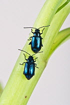 Metallic green flea beetle (Altica sp), two walking one behind the other up stem. Berkshire, England, UK. April.