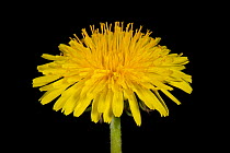 Dandelion (Taraxacum officinale) with disk and ray florets on black background.