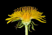 Dandelion (Taraxacum officinale), cross section of composite flower with disk and ray florets, on black background.