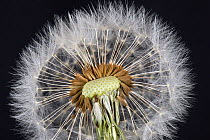 Dandelion (Taraxacum officinale) clock, seed head with pappus, beak and achene for wind dispersal.