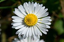 Daisy (Bellis perennis), composite flower with white ray florets and yellow disk florets.