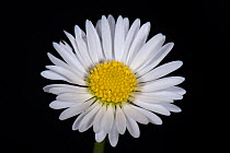 Daisy (Bellis perennis), composite flower with white ray florets and yellow disk florets, on black background.