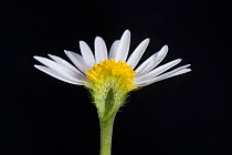 Daisy (Bellis perennis) cross section, composite flower with white ray florets and yellow disk florets.