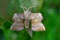 Poplar hawk moth (Laothoe populi) resting on Poplar (Populus sp) leaf. Devon, England, UK. May.