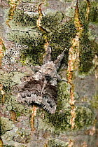 Pale tussock moth (Calliteara pudibunda) camouflaged on tree bark. Devon, England, UK. May.