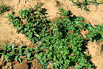 Scarlet pimpernel (Anagallis arvensis) growing as arable weed. England, UK. September.