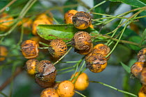 Scab (Venturia inaequalis) disease spots on Firethorn (Pyracantha sp) fruits. England, UK. November.