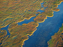Cienega de Santa Clara / Santa Clara wetlands which are supported by agricultural waste water from the U.S. and Mexico. Colorado River Delta region&#39;s estuary marshes. USA September 2019. Aerial su...