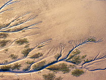 Patterns in the tidal flats of the delta where the delta is swept by tidal encroachment from the Gulf of California. Evidence of the fresh water flow is observable as plant life turns green. Colorado...