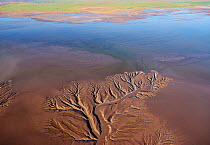 Patterns in the tidal flats of the Colorado River Delta where the delta is swept by tidal encroachment from the Gulf of California. Receding tide causes waterfalls approximately eight feet high, as wa...