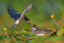 Black tern (Chlidonias nigra) flying in to feed its chick on tfloating vegetation in the Nemunas Delta Nature Reserve, Lithuania.
