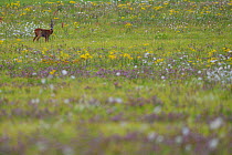Roe deer buck (Capreolus capreolus) in a flowering meadow, Nemunas Delta Nature Reserve, Lithuania.