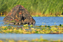 Floating Hide for photography in the Nemunas Delta Nature Reserve, Lithuania.