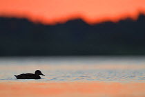 Mallard Duck (Anas platyrhynchos) at sunrise in the Nemunas Delta Nature Reserve, Lithuania.