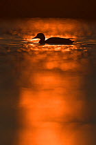 Mallard Duck (Anas platyrhynchos)at sunrise in the Nemunas Delta Nature Reserve, Lithuania.
