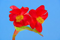 Stigmas in female flowers of single Wax begonia (Begonia semperflorens group) mimic pollen laden stamens produced by male flowers but offer no reward to pollinators, which land on them and pollinate t...