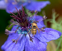 Wasp walking around a Spanish love-in-a-mist (Nigella hispanica) flower to sip nectar from ring of blue nectaries, thorax and abdomen pick up pollen from downward facing anthers that swipe over the wa...