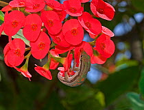 Day gecko (Phelsuma sp.) with extended tongue lapping up nectar from crown of thorns (Euphorbia milii) flower, Madagascar