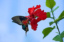 Chinese peacock butterfly (Papilio bianor) drinking nectar from a Hibiscus flower. To maintain position it flaps the wings which pick up pollen on their undersides from the stamens placed on the end o...
