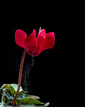 Pollen release from cyclamen flower via sonication, which mimics buzz pollination. The structure of the cyclamen flower prevents the pollen getting wet.