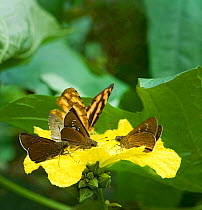Butterflies and day flying moths feed from Loofah flower (Luffa cylindrica) and pick up pollen on their legs, underside of thorax and antennae, South Sichuan Bamboo Sea, China