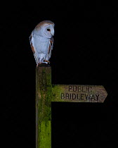 Barn Owl (Tyto alba) at night perched on bridleway signpost, North Norfolk, England, UK. February.