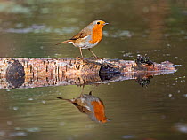 Robin (Erithacus rubecula) perched on log in pond, Norfolk, England, UK. February.