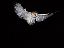 Barn Owl (Tyto alba) flying at night, North Norfolk, England, UK, February.