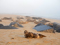 Grey seal (Halichoerus grypus) colony on beach, North Norfolk, England, UK, January